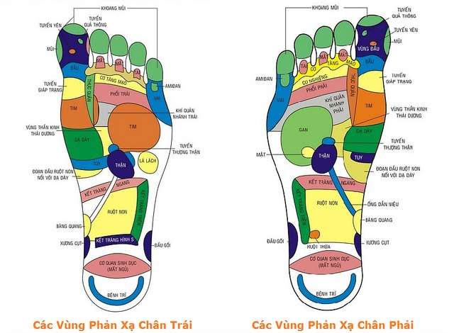 Con lăn massage chân chuyên sâu