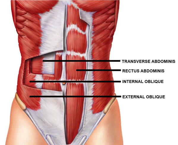 Các nhóm cơ bụng 